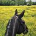 Riding the Fields with Bertha